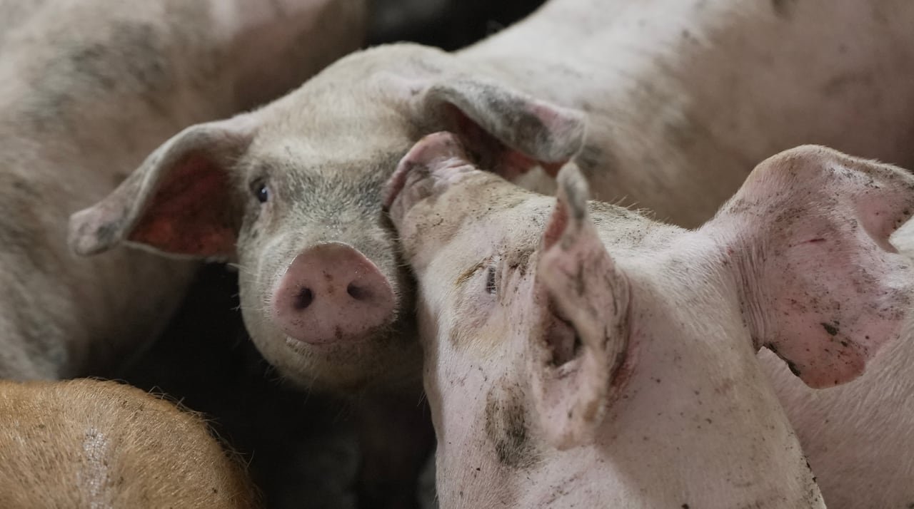 Two pigs in a hog barn are pictured with one putting its snout on the other's face.